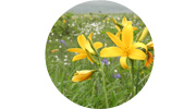 初夏には、黄色いエゾカンゾウ等が湿原一面を彩るため、花の湿原とよばれています。