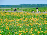 Ezo kanzo (daylily) blooming in the wetland
