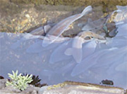 Freshwater fish swimming along a fresh stream running to the west of the company’s facilities