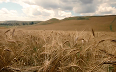 Wheat is grown fields covering vast areas. 