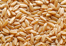 デュラム小麦