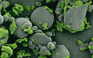 小麦粉の電子顕微鏡写真 着色部分がたんぱく質
