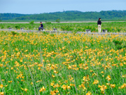 Ezo kanzo (daylily) blooming in the wetland