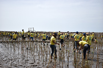 Planting activities along the coastline of Samut Prakan Province