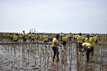 サムットプラーカーン県にある海岸における植林の様子